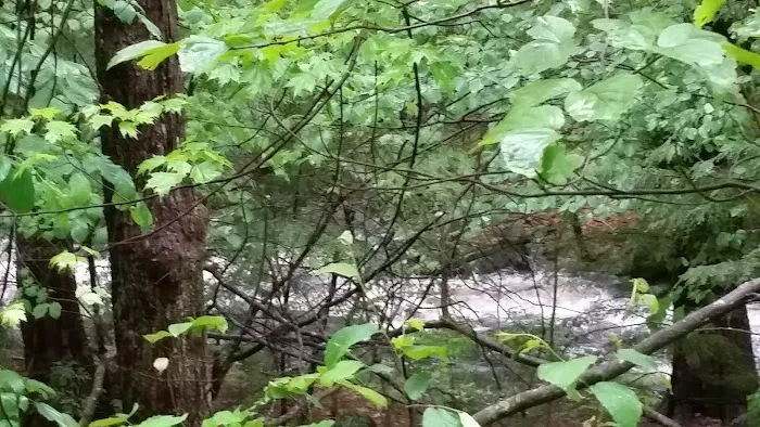 The Pines Campground Picture 1