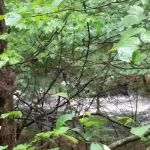 The Pines Campground