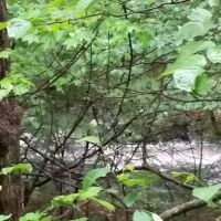 The Pines Campground ico