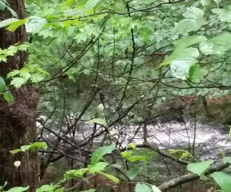 The Pines Campground