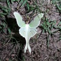 Greenwood Hill Campground Associates ico