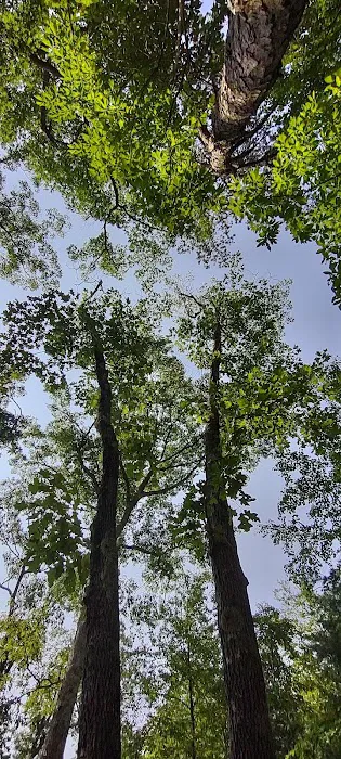 Campsite Richard Byrd Picture 1