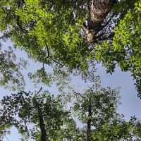 Campsite Richard Byrd ico