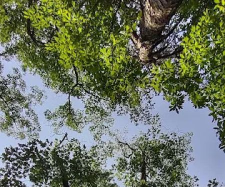 Campsite Richard Byrd