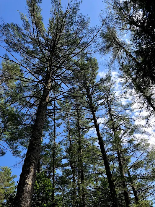 Rancho Pines Campground Picture 5