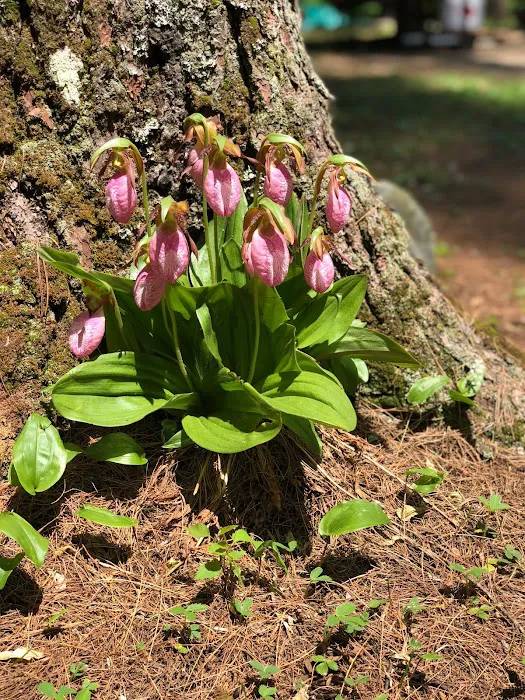 Rancho Pines Campground Picture 9