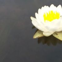 Ideal Campground ico