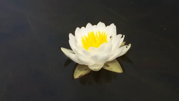 Ideal Campground Picture 4