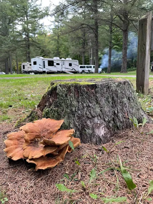 Natural Bridge / Watertown, NY KOA Journey Picture 5