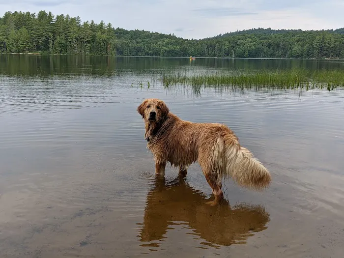 Brown Tract Pond Campground Picture 5
