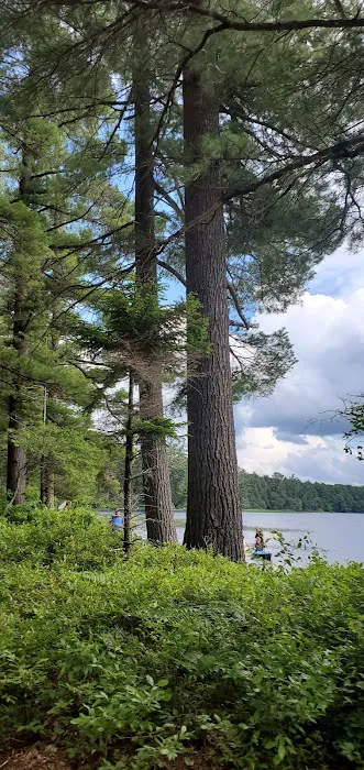 Brown Tract Pond Campground Picture 4