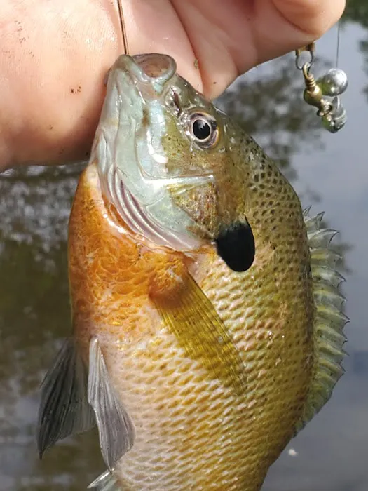 SutterCreek Campground Picture 9