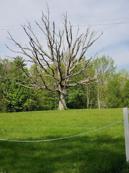 Chedmardo Campsite Picture 5