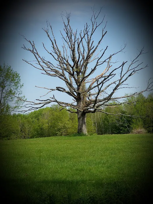 Chedmardo Campsite Picture 4