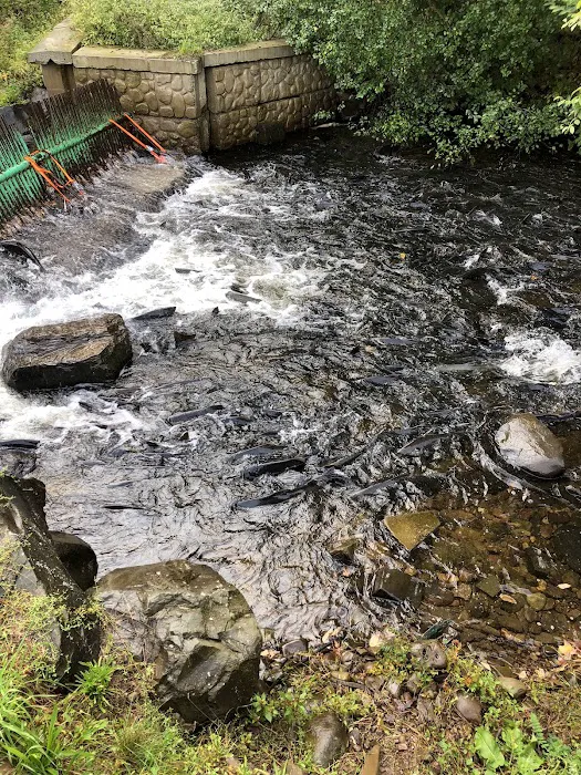 Selkirk Back Door Picture 2