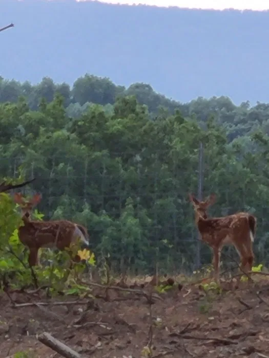 Moore's Campground Picture 2