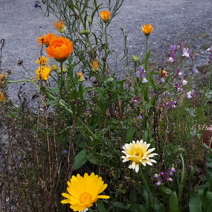 Gram and Paps Fort Bellefonte Campground Picture 10