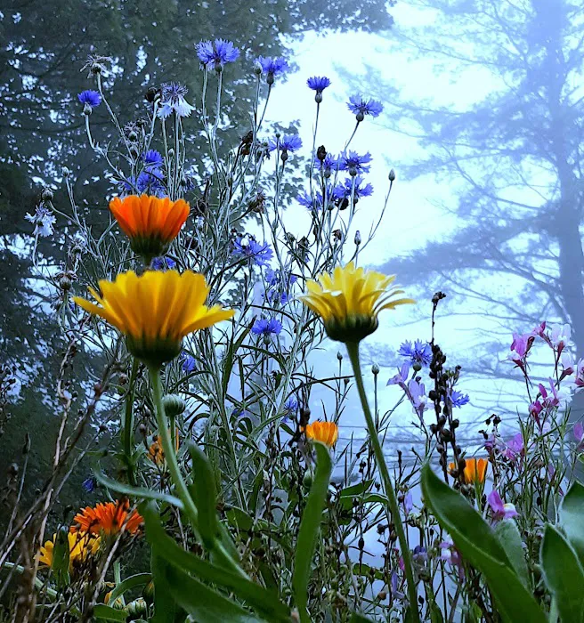 Gram and Paps Fort Bellefonte Campground Picture 7