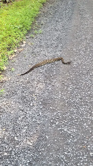 Rothrock State Forest Campsite #6 Picture 10