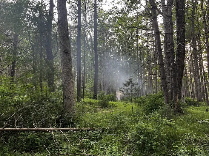 Primitive Campsite #5 Picture 9