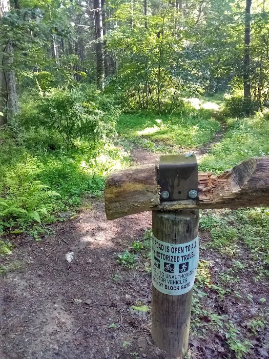 Primitive Campsite #5 Picture 7