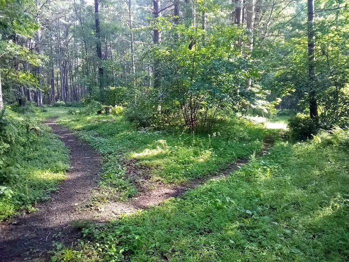 Primitive Campsite #5 Picture 6