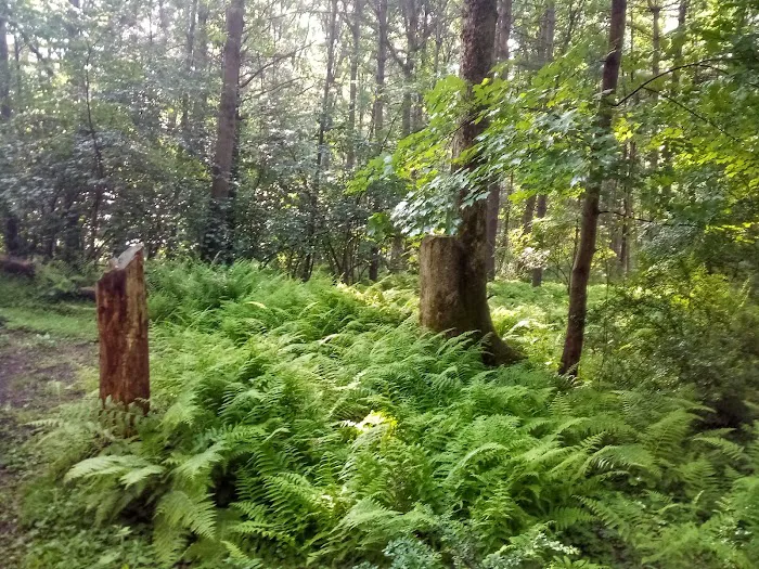 Primitive Campsite #5 Picture 2