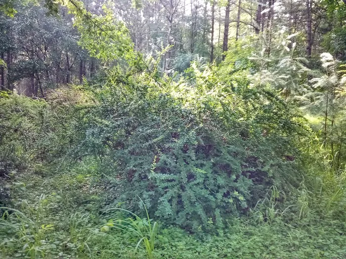 Primitive Campsite #5 Picture 10