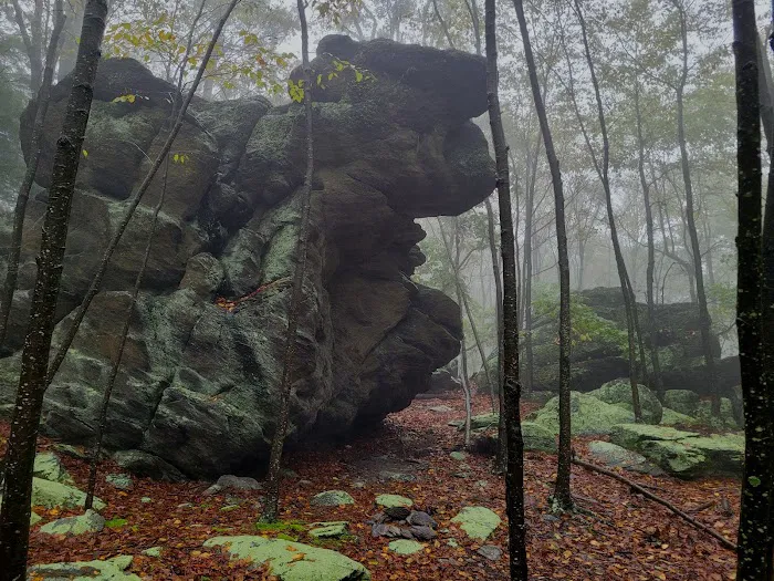 Primitive Campsite #4 Picture 1