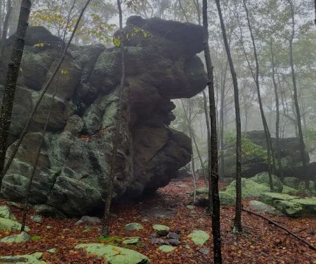 Primitive Campsite #4