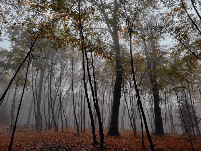 Primitive Campsite #4 Picture 2