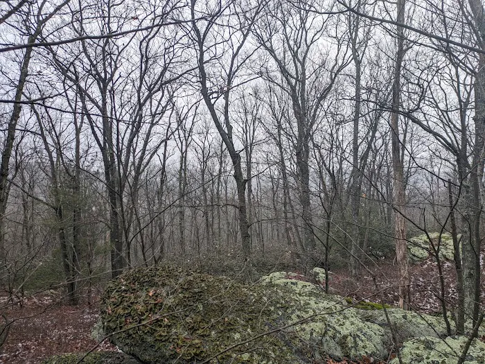 Primitive Campsite #4 Picture 6