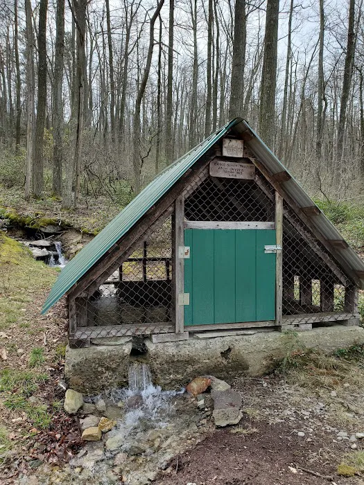 Primitive Campsite #8 Picture 5