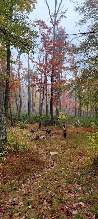 Primitive Campsite #8 Picture 3