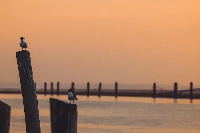 Chincoteague Bay RV Resort & Cottages Picture 5