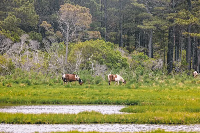 Chincoteague Bay RV Resort & Cottages Picture 10