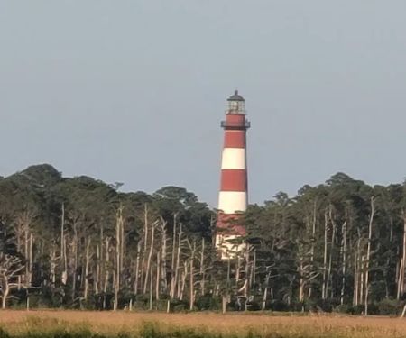 Tom's Cove Quarter Horses