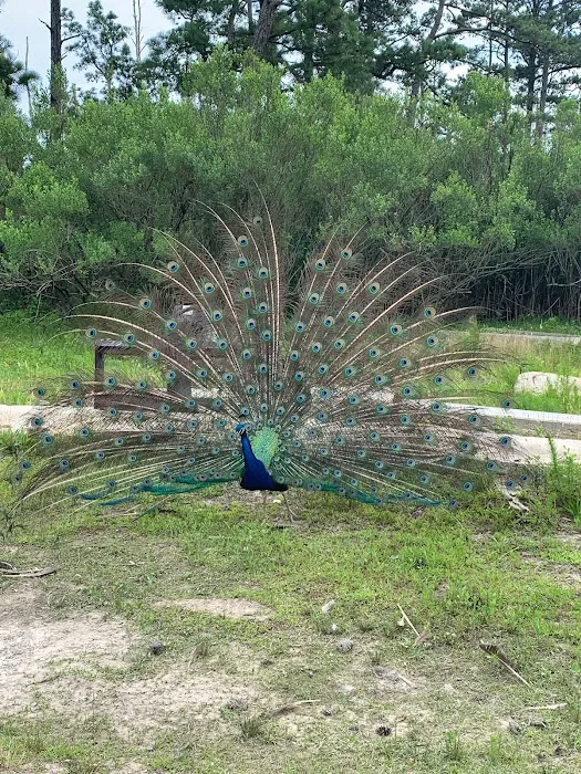 Pine Grove Campground Picture 5