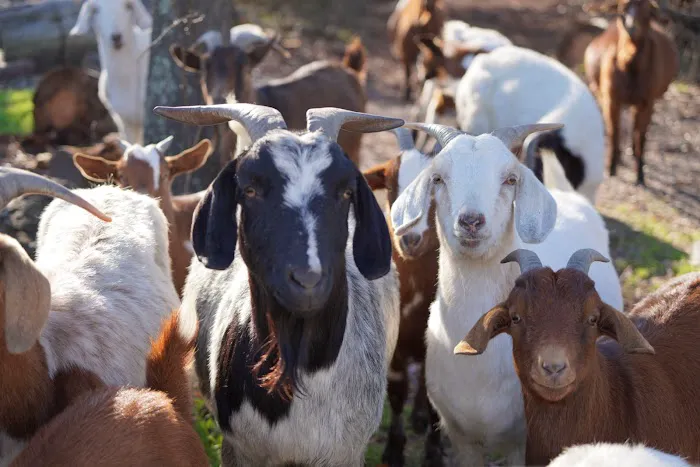 Pine Grove Campground Picture 2