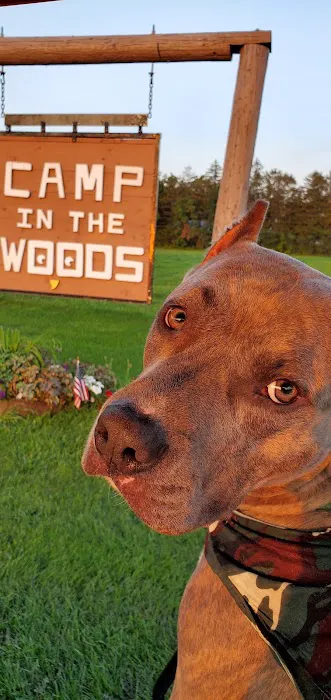 Camp In the Woods Picture 1