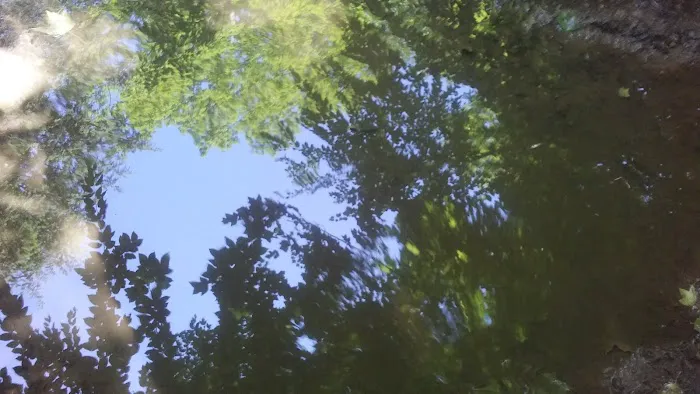 Piney Woods Campsites Picture 8