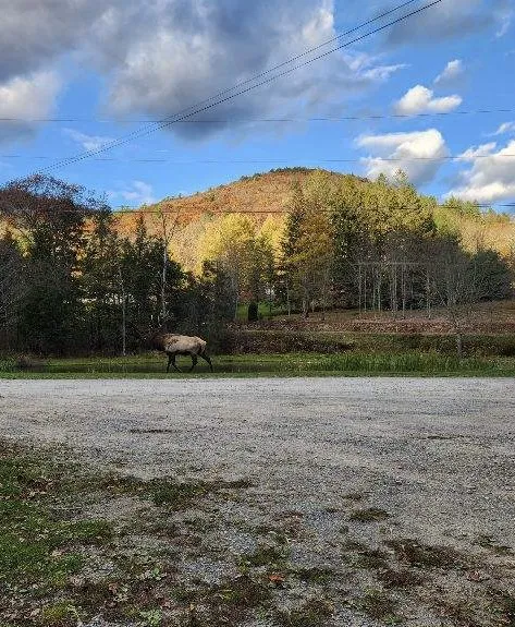 Hemlock Campground of Potter County Picture 2