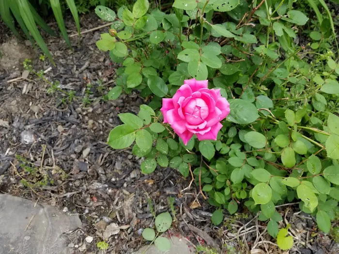 Camp Koinonia NY Picture 4