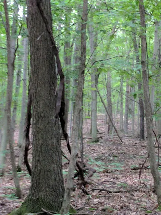 Mountainside Camp Site Picture 5