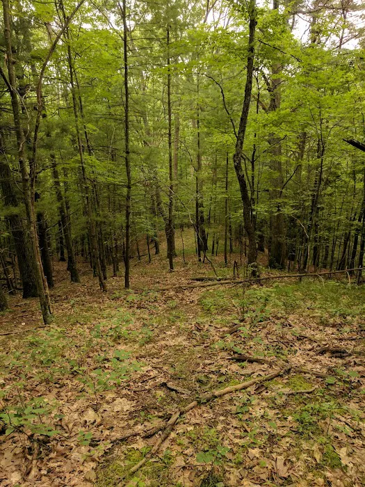 Mountainside Camp Site Picture 2