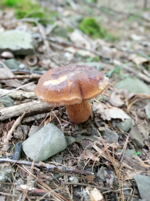 Mountainside Camp Site Picture 9