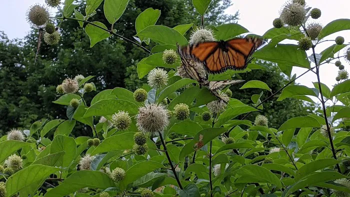 Sinnemahoning State Park Campground Picture 1