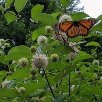 Sinnemahoning State Park Campground ico