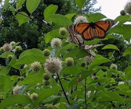 Sinnemahoning State Park Campground