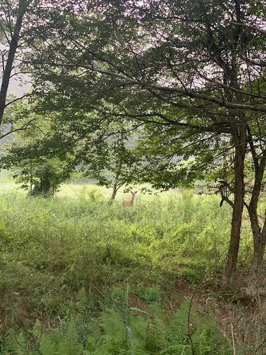 Sinnemahoning State Park Campground Picture 10